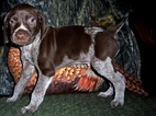 Small Photo #1 German Shorthaired Pointer Puppy For Sale in ELBERTA, AL, USA