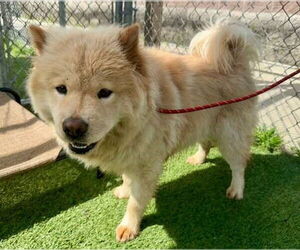 Chow Chow Dogs for adoption in Newfoundland, PA, USA