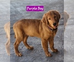 Puppy Purple Boy Golden Retriever