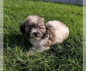 Zuchon Puppy for sale in FREDERICKSBURG, OH, USA