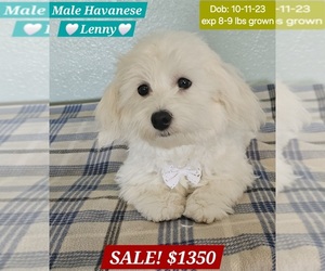 Havanese Puppy for sale in TUCSON, AZ, USA