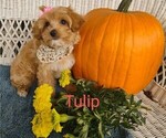Small Photo #2 Cavachon-Poodle (Miniature) Mix Puppy For Sale in TUCSON, AZ, USA