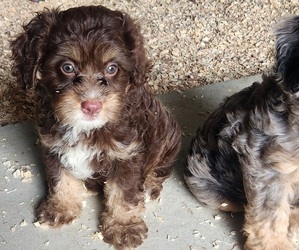 Cavapoo Puppy for sale in CARLISLE, KY, USA