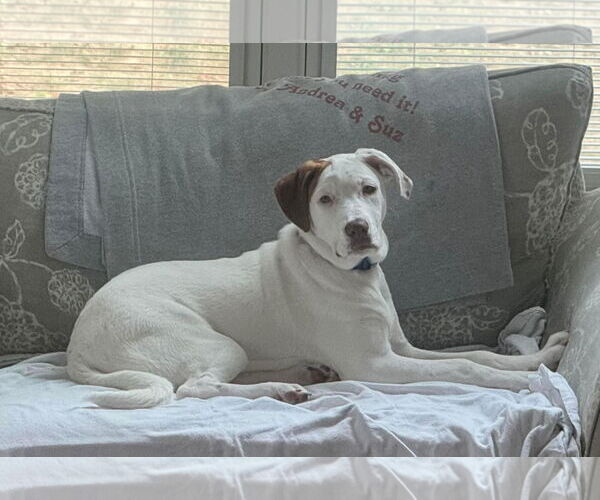 Medium Photo #15 Bullboxer Pit Puppy For Sale in Germantown, OH, USA