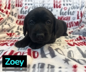 Labrador Retriever Puppy for sale in FAYETTEVILLE, OH, USA
