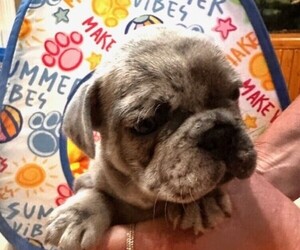 Medium French Bulldog