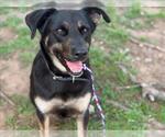 Small German Shepherd Dog Mix
