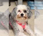 Small Lhasa Apso Mix