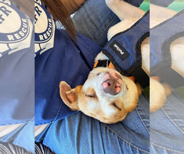 Medium Photo #5 Mutt Puppy For Sale in Turlock, CA, USA