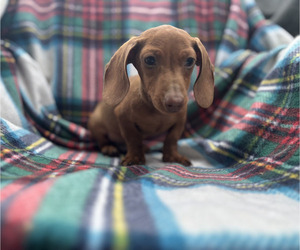 Dachshund Puppy for sale in WALSH, IL, USA