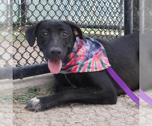 Labrador Retriever-Unknown Mix Dogs for adoption in San Antonio, TX, USA