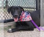 Small Labrador Retriever Mix