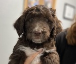 Puppy Espresso Aussiedoodle-Australian Shepherd Mix