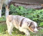 Puppy Cookie Miniature American Shepherd