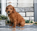Puppy Benji Goldendoodle (Miniature)