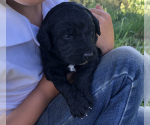 Aussiedoodle Puppy for sale in WOODLAND, WA, USA
