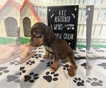 Small #2 Bloodhound
