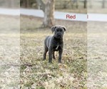 Puppy Red Collar Cane Corso