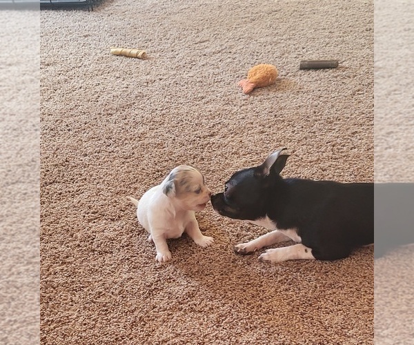 Medium Photo #6 Chihuahua Puppy For Sale in BLUE RIVER, WI, USA