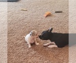 Small #5 Chihuahua