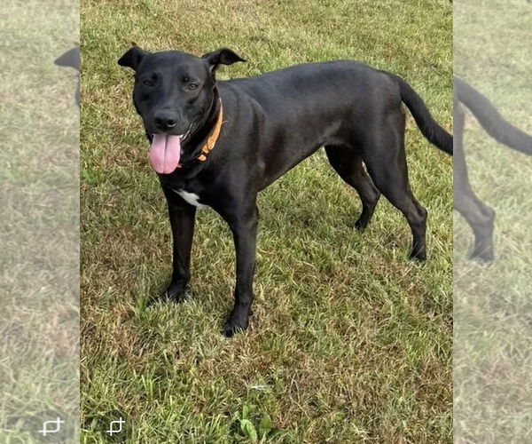 Medium Photo #20 Australian Kelpie Puppy For Sale in Westminster, MD, USA