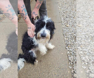 Labrador Retriever-Unknown Mix Dogs for adoption in Linton, IN, USA