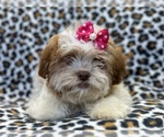 Small Photo #3 Zuchon Puppy For Sale in LAKELAND, FL, USA