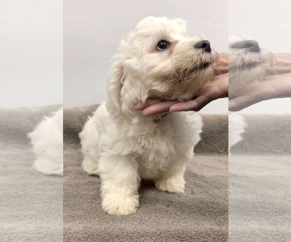 Medium Photo #2 Bichon Frise Puppy For Sale in Lincolnwood, IL, USA