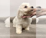 Small #1 Bichon Frise