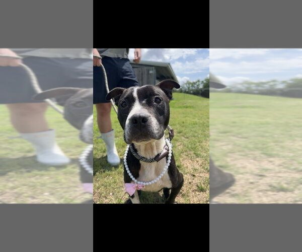 Medium Photo #6 Mutt Puppy For Sale in Abbeville, LA, USA