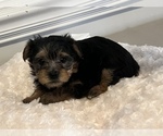 Small Photo #3 Yorkshire Terrier Puppy For Sale in SAVANNAH, GA, USA