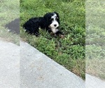 Small #1 Bernedoodle