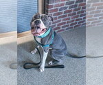 Small #11 American Bulldog Mix