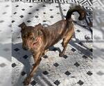 Small #7 Labrador Retriever-Spaniel Mix