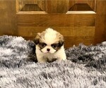 Small Photo #4 Japanese Chin Puppy For Sale in BELTON, MO, USA