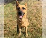 Small #1 German Shepherd Dog Mix