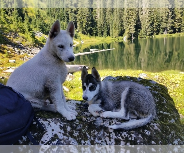 Medium Photo #1 Siberian Husky Puppy For Sale in EVERETT, WA, USA