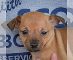 Small #6 Italian Greyhuahua