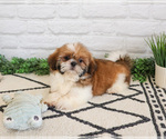 Small #13 Shih Tzu