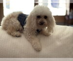 Small #8 Poodle (Toy)