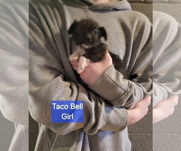 Medium Photo #2 Rat Terrier-Unknown Mix Puppy For Sale in Aurora, IN, USA