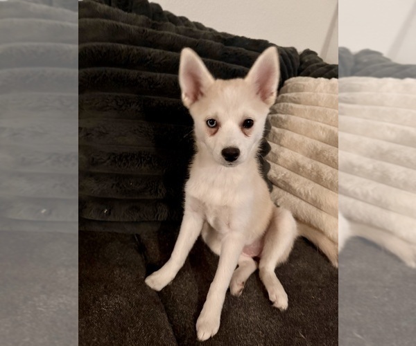 Medium Photo #226 Pomsky Puppy For Sale in LOVELAND, CO, USA