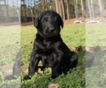 Small Photo #1 Labradoodle Puppy For Sale in GILMER, TX, USA
