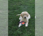 Small #11 Golden Retriever