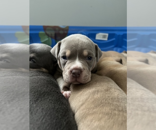 Medium Photo #1 American Bully Puppy For Sale in WESTVILLE, IN, USA