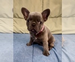 Small #2 French Bulldog