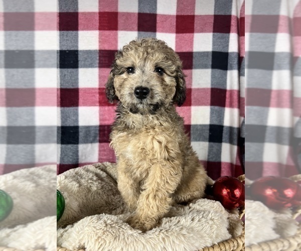 Medium Photo #2 Poodle (Miniature) Puppy For Sale in GREENWOOD, IN, USA