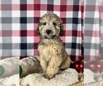 Small Photo #2 Poodle (Miniature) Puppy For Sale in GREENWOOD, IN, USA
