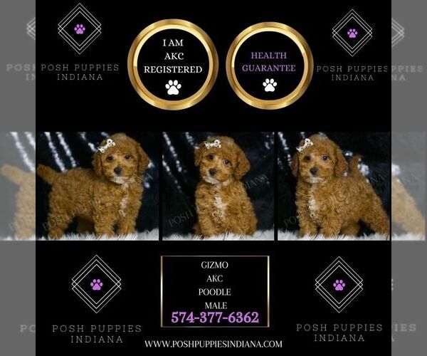 Medium Photo #3 Poodle (Toy) Puppy For Sale in WARSAW, IN, USA
