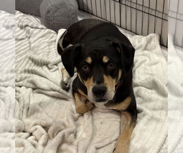 Medium Photo #2 Labrador Retriever-Unknown Mix Puppy For Sale in Boston, MA, USA